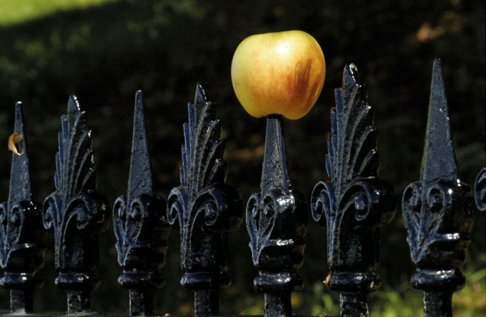 An apple for the teacher on the fence at Arthur Street School.