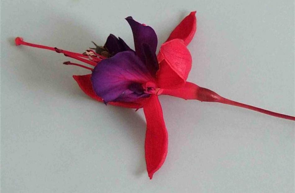 A fuchsia flower has six main parts. The petals (purple in this example) are surrounded and...