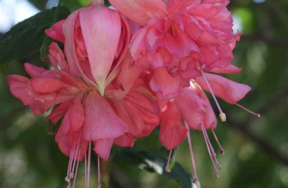 Marcus Graham is one of the strongest orange tones available, a colour not often seen in fuchsias.