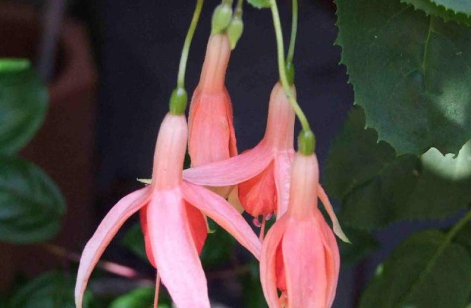 The rare orange fuchsia Lord Lonsdale.