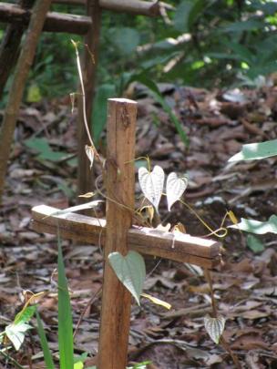 A forest grave for a member of the Akha tribe. Malnourishment claims many at a young age.