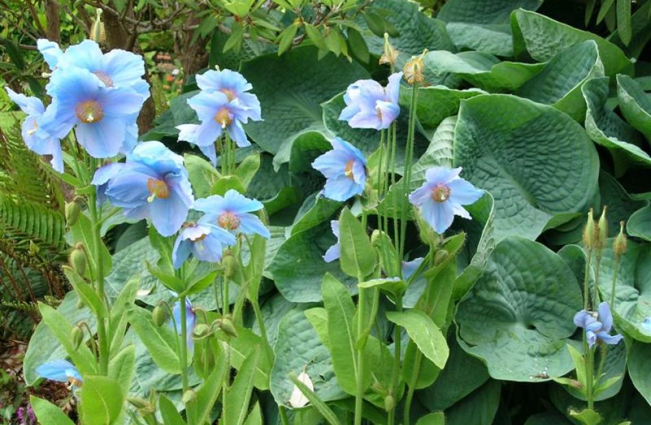 Here blue Himalyan poppies (Meconopsis grandis) thrive in a moist, shady spot turning a potential...