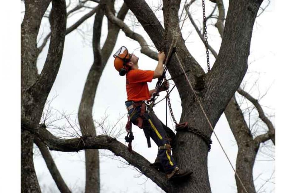 Arborist Cory Walters attaches a chain to the trunk of a diseased elm tree at Queens Gardens in...