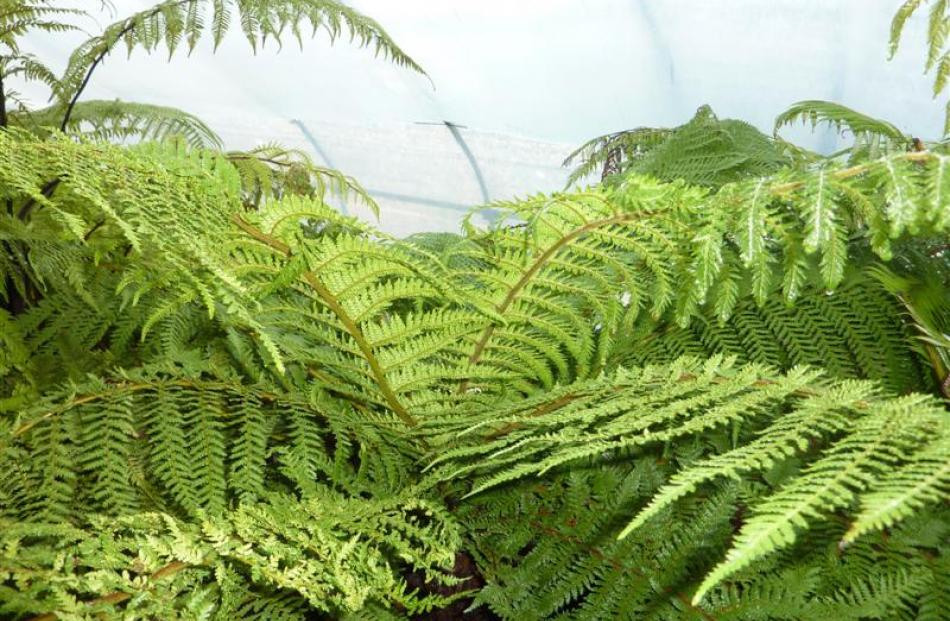 Just out of their container after travelling for a month, these tree ferns, in quarantine in...