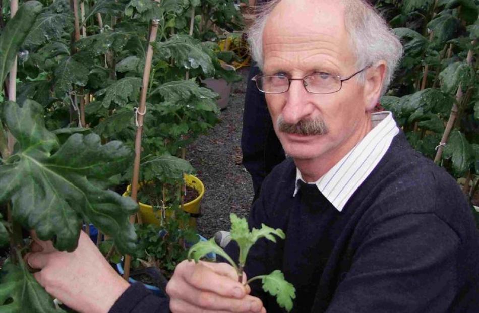 Tom Dahlenburg, of Otautau, with a cutting ready to be potted up.