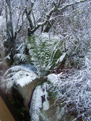 Snow in Pine Hill. Photo: Pat Hannah