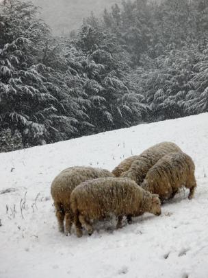 Snow on Mount Cargill. Photo: Bryce