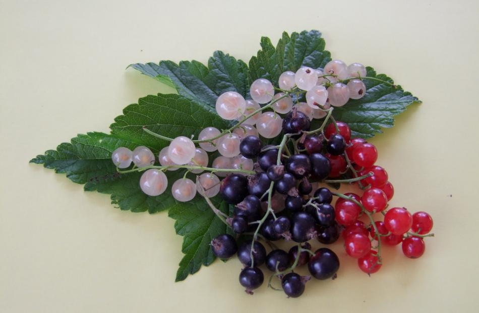 Red, white or black? Each type of currant has multiple uses. Photos by Gillian Vine.