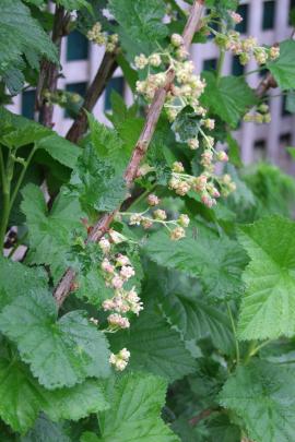 Blackcurrants bloom in early November, slightly ahead of red and white kinds.