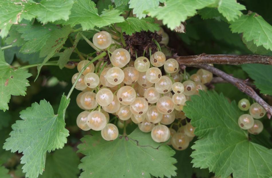 White and red currants fruit on old wood.