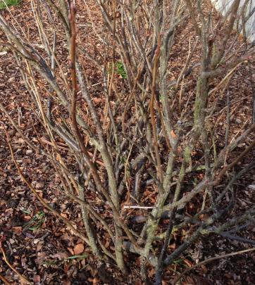 Pruning is needed to create an open bush.