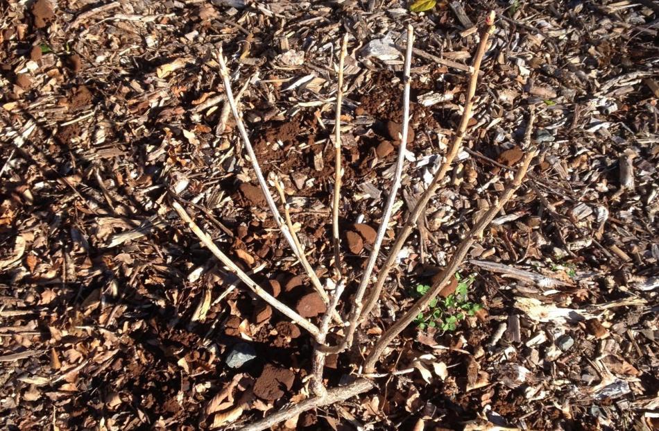 A young blackcurrant after pruning.