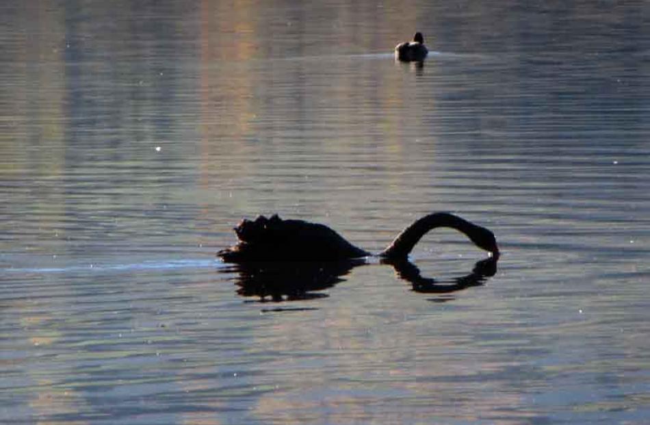 A swan drinks from a glass-like Lake Hayes. Photo by Tracey Roxburgh