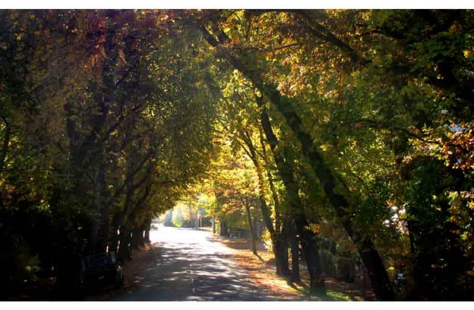Centennial Ave in Arrowtown is framed by autumn trees yesterday afternoon. Photo by Tracey Roxburgh