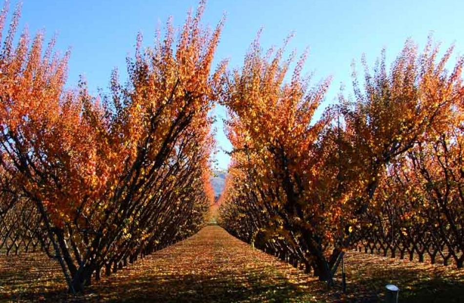 Autumn colours in fruit orchard near Cromwell. Photo by Lynda Van Kempen