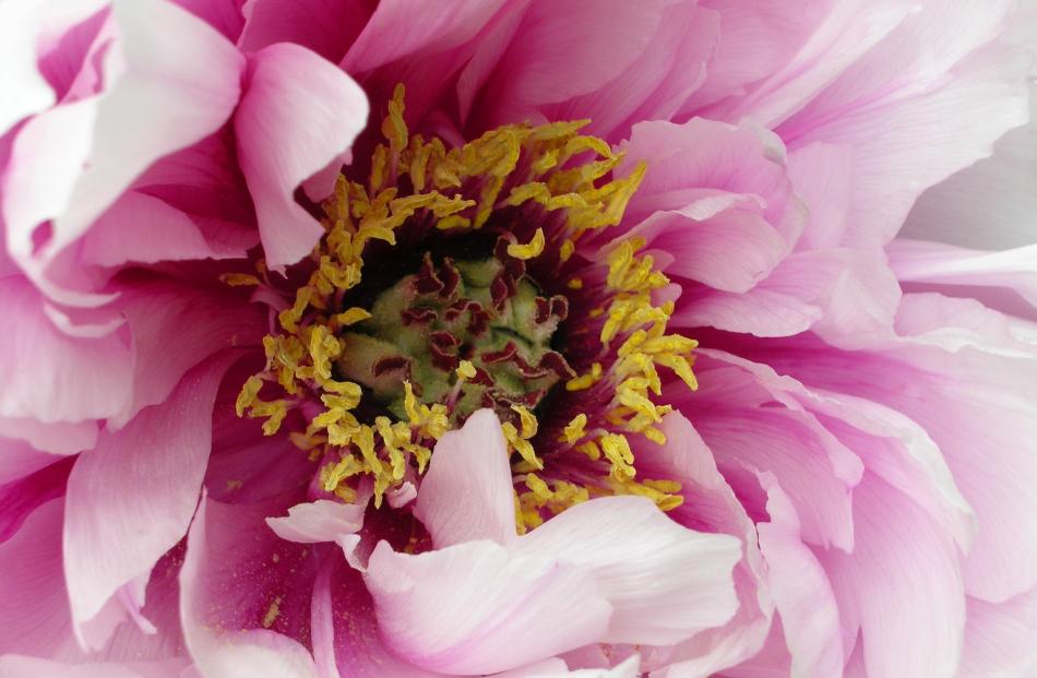 Tree paeony represents high rank and wealth.