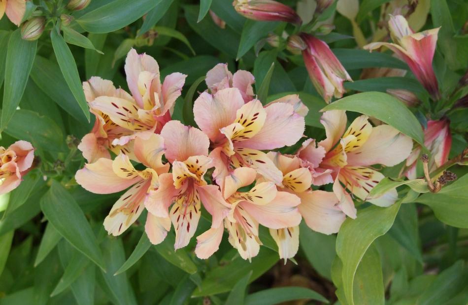 Many older alstroemerias like this one, Inca Ice, have been superseded by better peach shades.