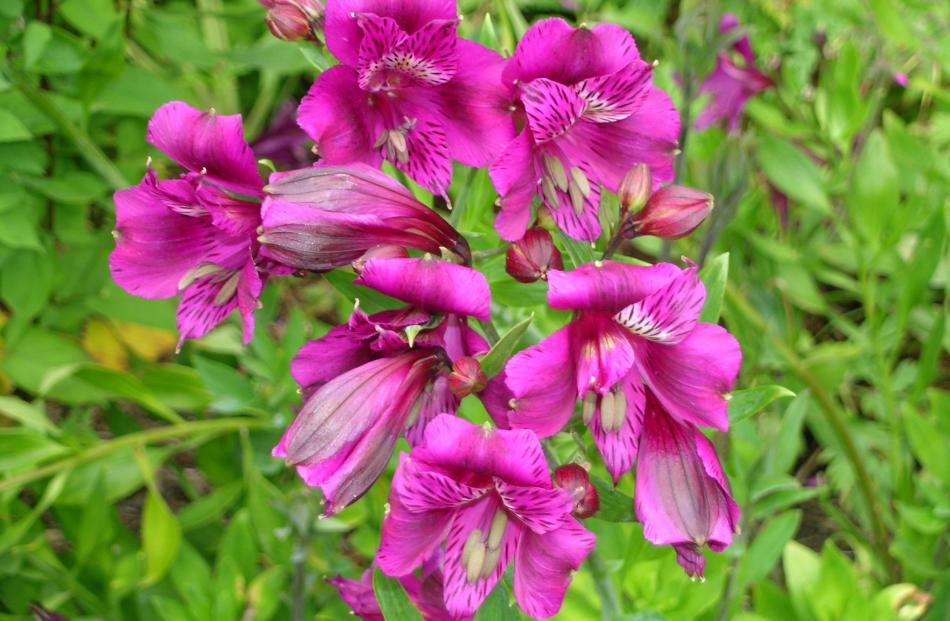 The distinctive flecks on this alstroemeria blend into the strong flower tones.