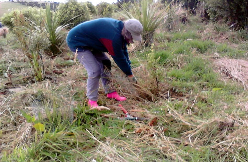Maree Johnstone at work weeding around the Visitor Centre at Orokonui. Photo: A. Grant.