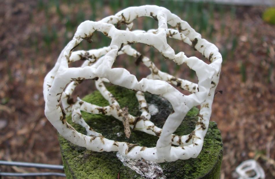 The curious basket-shaped fungus Ileodictyon cibarium,  endemic to New Zealand. Photo: S. Hensley.