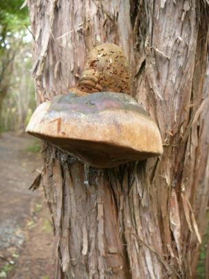 One of the many forms of bracket fungus. Photo: M. Johnstone.