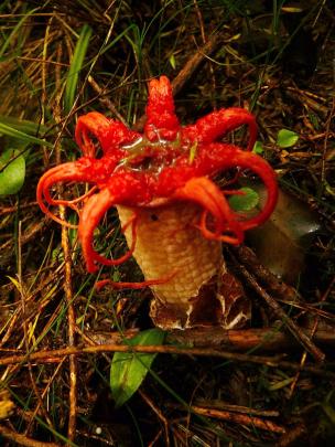 Aseroe rubra’s pretty appearance belies its unappealing smell. Its common name ‘‘stinkhorn’’ fits...