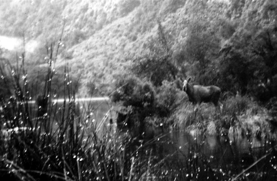 Moose at Hernick Creek, 1952.