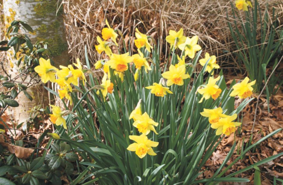Daffodils, first sign of spring, grown in Te Anau by Laura Shefford. Photo: Julie Walls