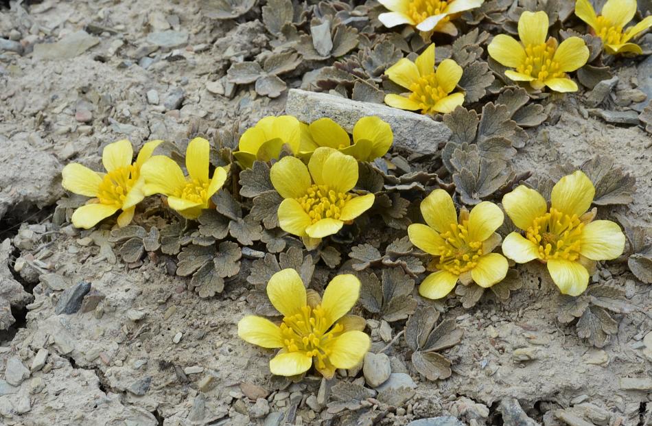The cryptic buttercup (Ranunculus crithmifolius) is easily overlooked when not in flower. 