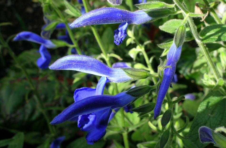 Myosotis capitata comes from the Campbell and Auckland Islands. This cultivated plant grows well...