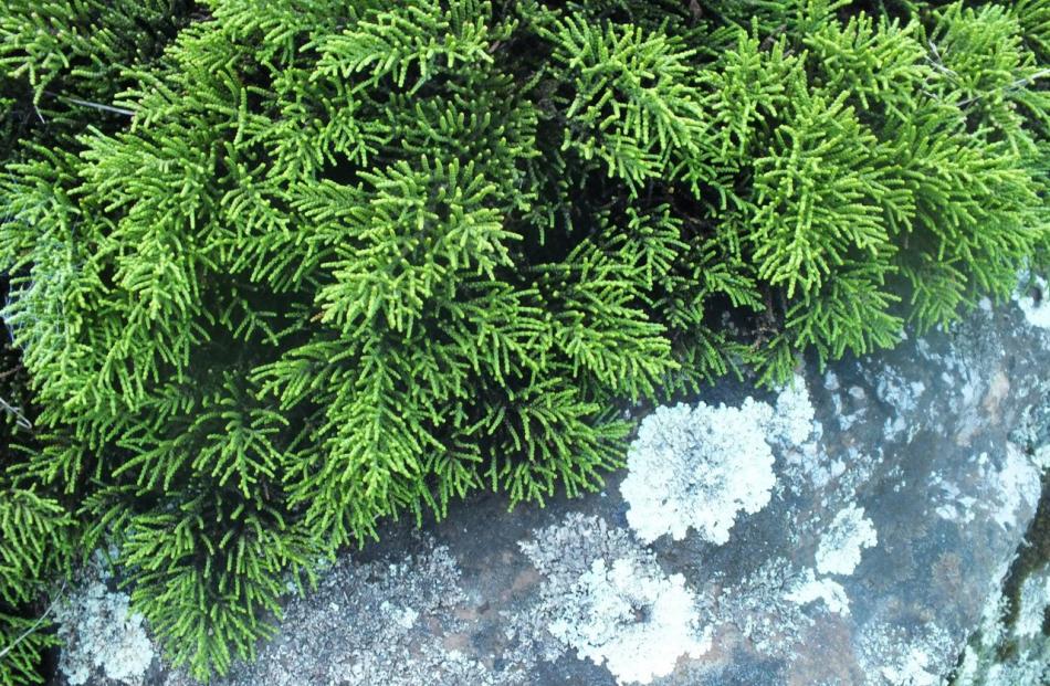 A western Otago plant, Veronica annulata syn. Hebe annulata in David Lyttle’s garden. Photos:...