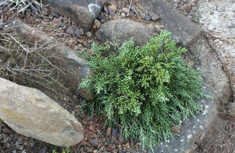 Helichrysum intermedium var. tumidum from Otago Peninsula looks rather like a hebe. 