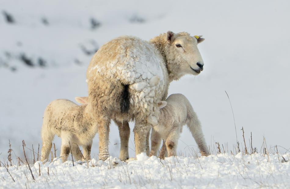 Twin lambs feed beside State Highway 87 near Clarkes Junction following a snowfall which hit...