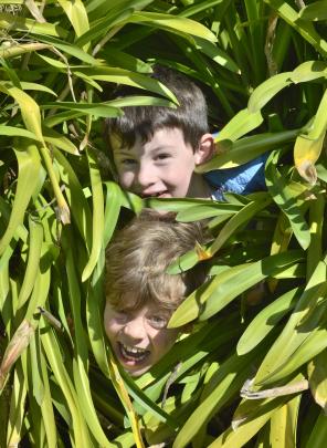 Broad Bay pupils Christopher Medeiros (6, top) and Asher Armstrong (7) scour a flax bush for...