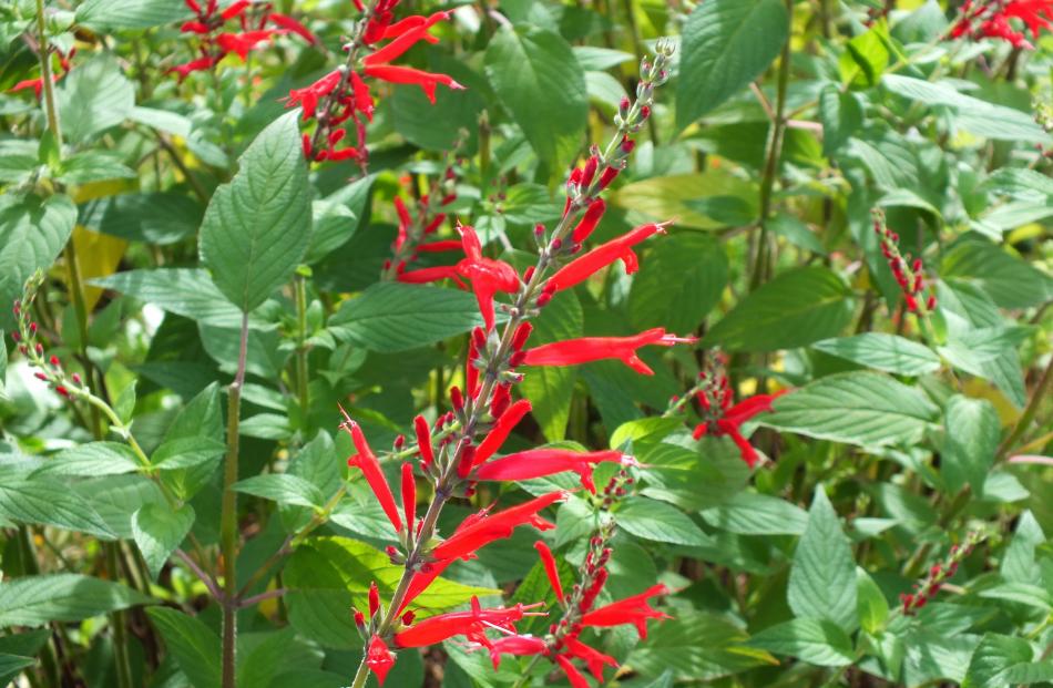 Pineapple sage (Salvia rutilans) is one of two species whose leaves have a pineapple scent.