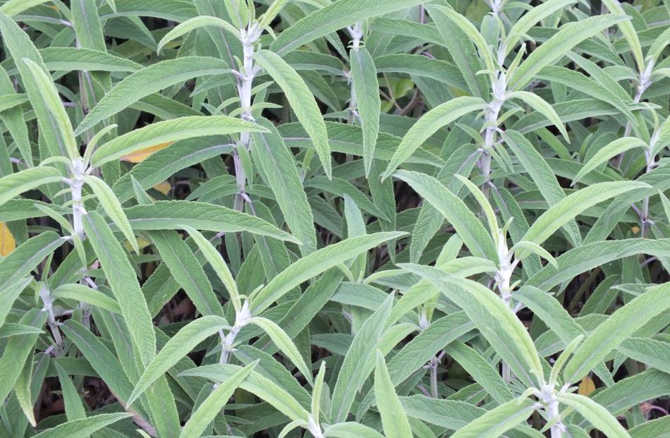 Foliage is an attraction of some salvias. This is S. leucatha.