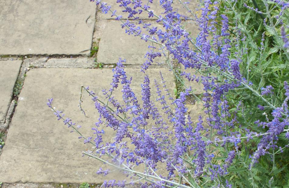 Russian sage (Perovskia atriplicifolia) is neither from Russia nor a salvia. 