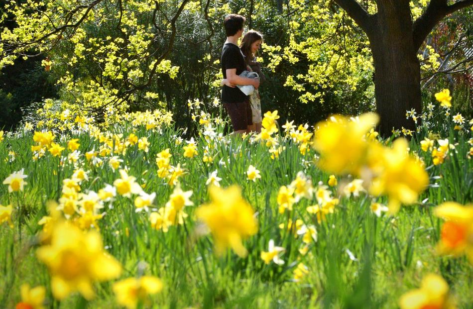 Daffodils, blossom and magnolias all proclaim spring.