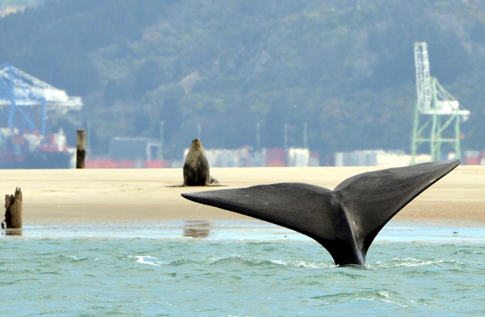 A sea lion sits bolt upright near Spit Wharf in Otago Harbour as a southern right whale swims by close to the shore. Photos by Stephen Jaquiery.