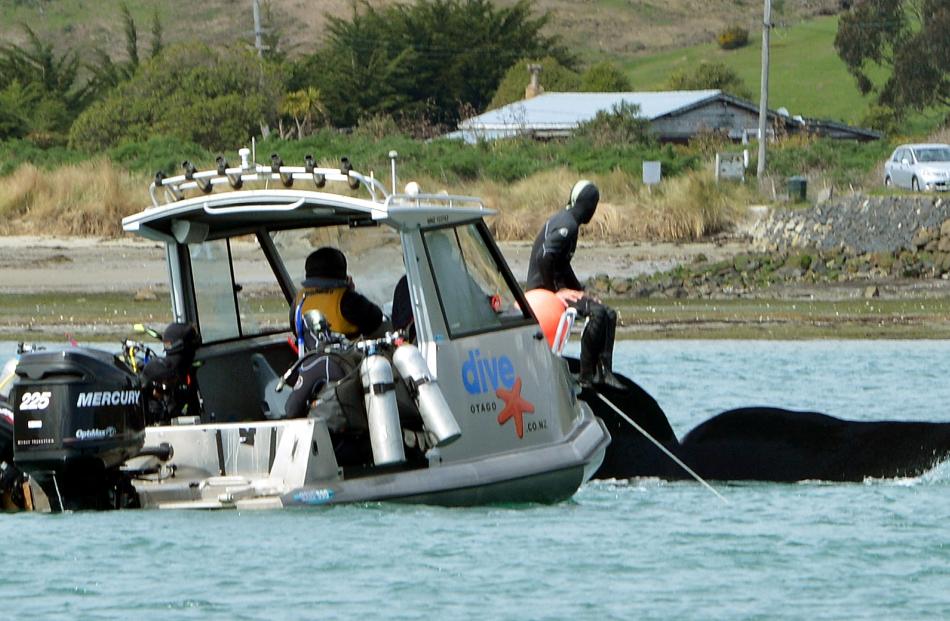 A southern right whale swims near a Dive Otago boat in Otago Harbour yesterday. Diving instructor Gina Watts is sitting on the bow of the boat.