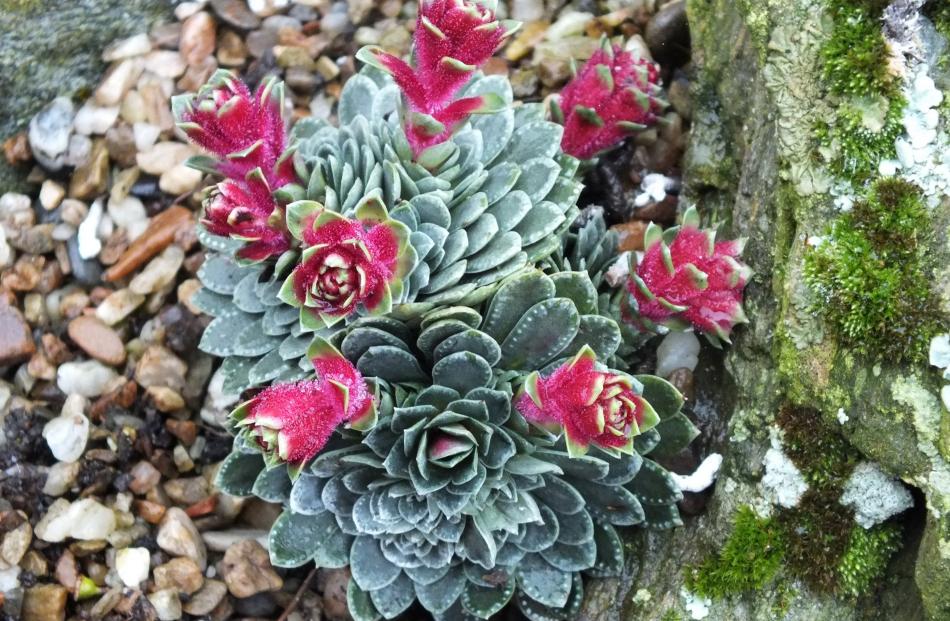 A saxifrage in bloom in late winter. PHOTO: GILLIAN VINE



















