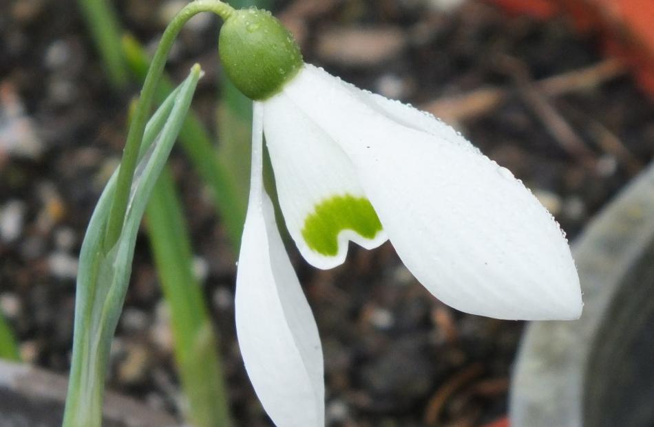 Their green V shape clearly distinguishes the flowers of Galanthus Sam Arnott. PHOTO: GILLIAN...