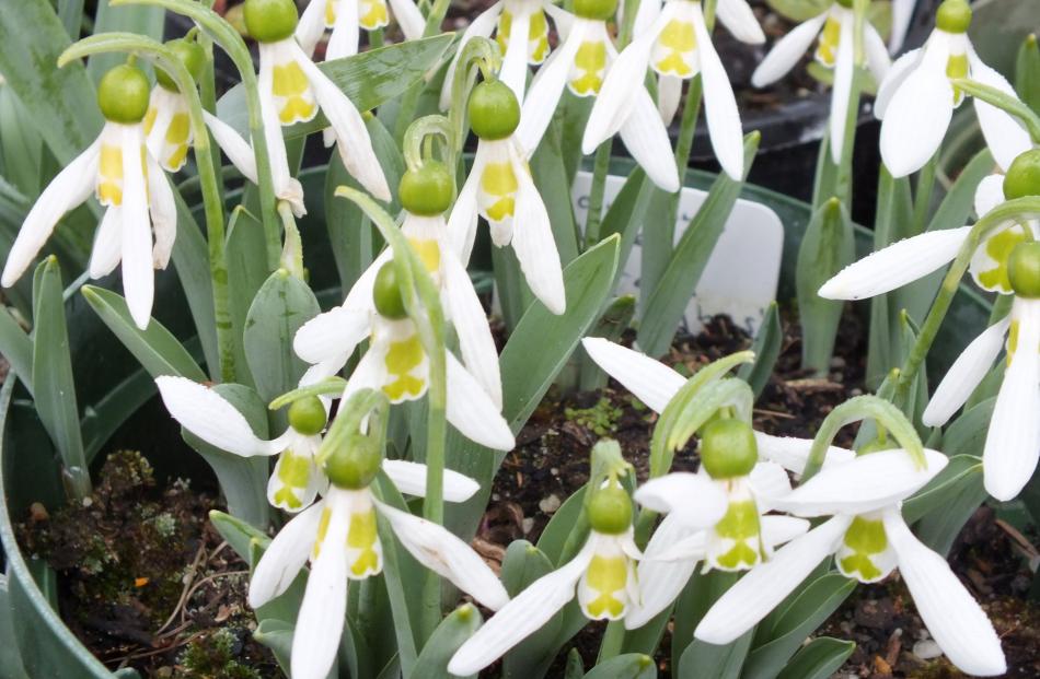 The green on blooms of Galanthus elwesii Emerald Hughes fades to lemon. PHOTO: GILLIAN VINE
...