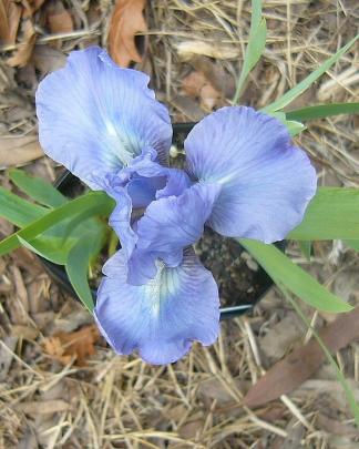 Lesley loves irises. This is Sapphire Gem. PHOTO: SUPPLIED
