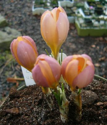 Crocus cvijicii x veluchensis, a hybrid which appeared in a batch of seed. PHOTO: SUPPLIED
