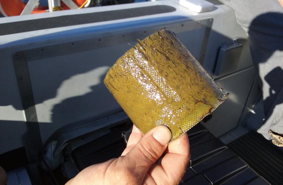 The inlet filter of a boat after two days of cruising Lake Wanaka in February. The owner said the...