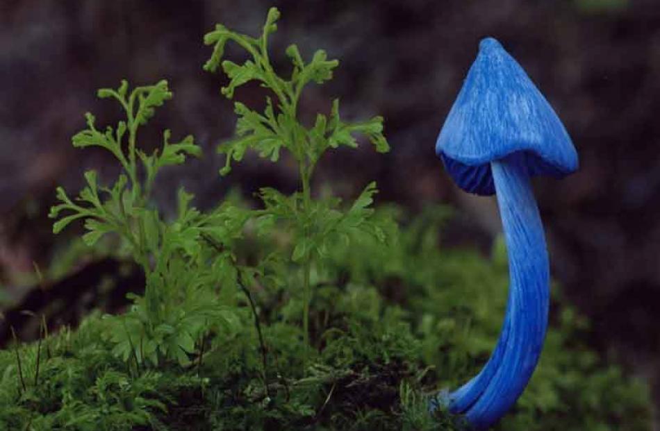 Winner of Plant section- Gary Speer: Entoloma hochtatteri