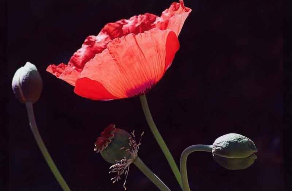 Highly Commended- Plant- Carolyn Laing: Poppies