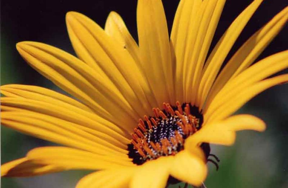 Winner of Plant section- Charlotte Steel: Reaching for the sun