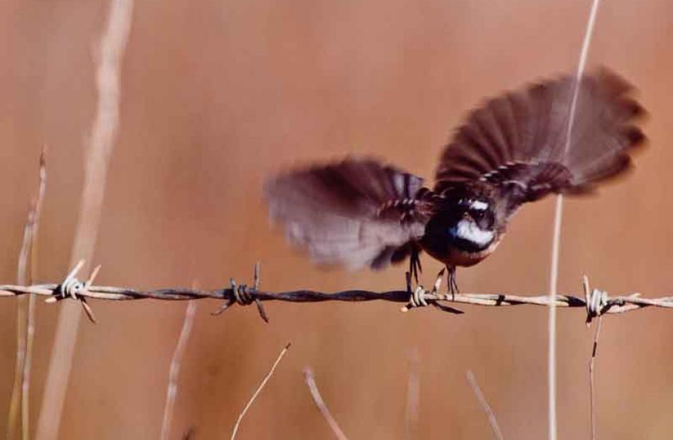 Winner of animal section - Libby Atkinson: Taking flight